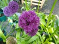 Allium hollandicum `Purple Sensation` Royalty Free Stock Photo