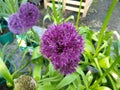 Allium hollandicum `Purple Sensation` Royalty Free Stock Photo