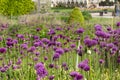 Allium Hollandicum Purple Sensation Flowers. Royalty Free Stock Photo