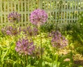 Allium hollandicum \'Purple Sensation\' (Ornamental Onion Royalty Free Stock Photo