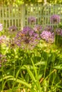 Allium hollandicum \'Purple Sensation\' (Ornamental Onion Royalty Free Stock Photo