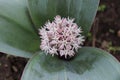 Allium karataviense ornamental onion flower in organic garden. Allium karataviense is an herbaceous, bulb-forming species. It