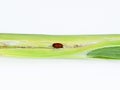 Allium leaf miner (Phytomyza gymnostoma) - pest on plants in the Allium genus