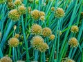 Allium ledebourianium flowers blooming in summer