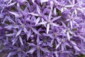 Allium - macro photo