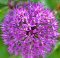 Allium