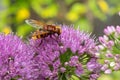 Allium millenium with hornet mimic hoverfly Royalty Free Stock Photo