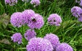 Beautiful Allium Millenium flowers in the garden Royalty Free Stock Photo