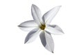 Allium moly `Jeannine` Royalty Free Stock Photo