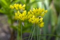 Allium moly yellow golden lily leek garlic flowers in bloom, ornamental garden springtime flowering plant Royalty Free Stock Photo