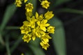 Allium moly yellow golden lily leek garlic flowers in bloom, ornamental garden springtime flowering plant Royalty Free Stock Photo