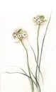 Allium neapolitanum hand painted watercolor on white Royalty Free Stock Photo