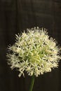 Allium neapolitanum Royalty Free Stock Photo