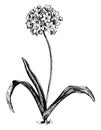 Allium Neapolitanum vintage illustration