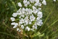 Allium neapolitanum flowerhead