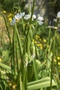 Allium neapolitanum flowerhead