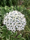 Allium nigrum, black garlic, broad-leaved leek, or broadleaf garlic Royalty Free Stock Photo