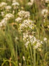 Allium Nigrum or black garlic. Selective focus on blurred background Royalty Free Stock Photo