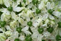 The Allium nigrum white spring flower