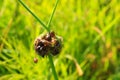 Allium oleraceum on a green field