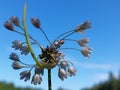 Allium oleraceum Royalty Free Stock Photo