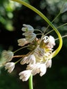 Allium oleraceum Royalty Free Stock Photo