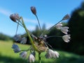 Allium oleraceum