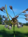 Allium oleraceum Royalty Free Stock Photo