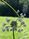 Allium oleraceum Royalty Free Stock Photo