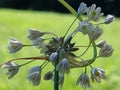 Allium oleraceum Royalty Free Stock Photo