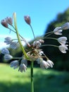 Allium oleraceum