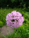 Allium onion flower in summer garden