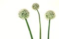 Allium or onion flower on white background Royalty Free Stock Photo