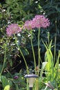 Allium onion head flowers Royalty Free Stock Photo