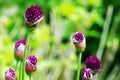 Allium Royalty Free Stock Photo