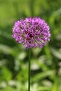 Allium or Ornamental onion round flower head composed of dozens of fully open blooming star shaped light purple flowers growing in