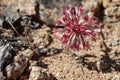 Allium Parishii Bloom - Cottonwood Mtns - 042623