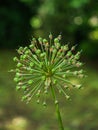 Allium perianth seeds flower head with blurry background