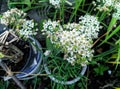 Allium plant blooming