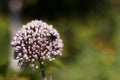 Allium porrum, Flowering leeks in the garden. Royalty Free Stock Photo