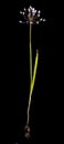 Allium praecox wild onion on black