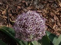Allium pseudobodeanum flowering with big, purple, star shaped flowers arranged in big flower heads Royalty Free Stock Photo