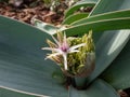 Allium pseudobodeanum starting to flower with small, purple flowers in the garden in bright sunlight in spring Royalty Free Stock Photo