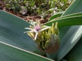 Allium pseudobodeanum starting to flower with small, purple flowers in the garden in bright sunlight in spring Royalty Free Stock Photo