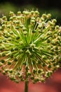 Allium Puff Ball Flower without petal