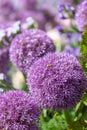 Allium purple bulbs Royalty Free Stock Photo