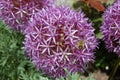 Allium purple bulbs. Royalty Free Stock Photo