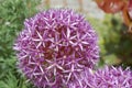 Allium purple bulbs. Royalty Free Stock Photo