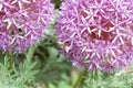 Allium purple bulbs. Royalty Free Stock Photo