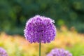 Allium - purple flowers of decorative onions